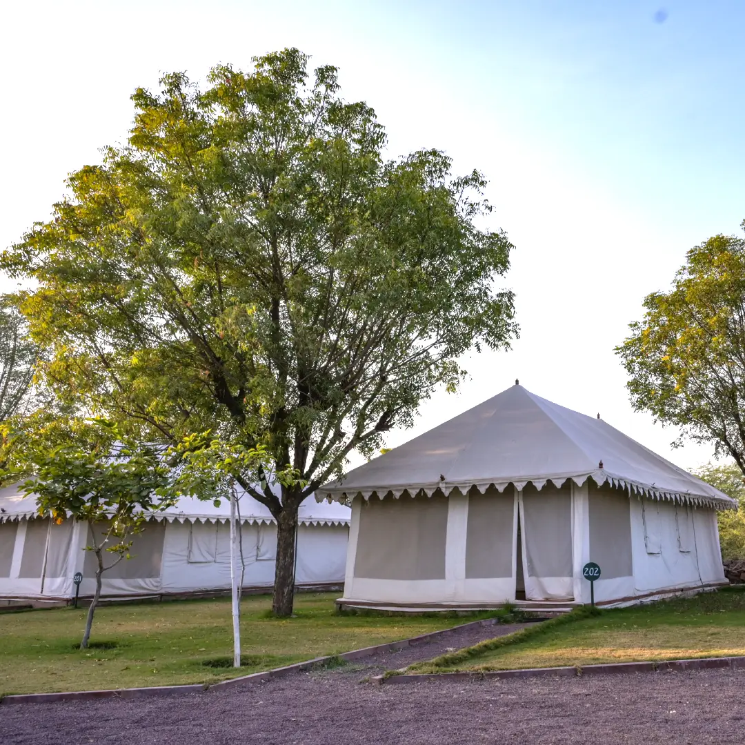 SWISS TENT LP 4